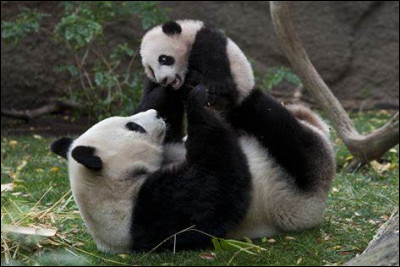 De quoi les pandas se nourrissent-ils essentiellement ?