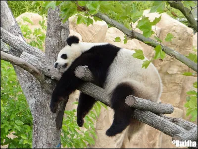 Combien existe-t-il de races de pandas ?