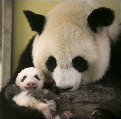 Combien de pr&eacute;dateurs a le panda ?