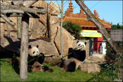 Pourquoi les pandas sont en voie d'extinction ?