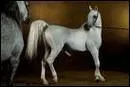 Quelle est la race de ce cheval ?
