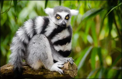 Parmis ceux-ci, quel animal aimes-tu le moins ?