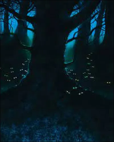 Qui va sentraîner dans la Forêt Sombre ?