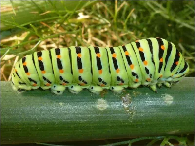 Chenille : de quoi les chenilles sont-elles les larves ?