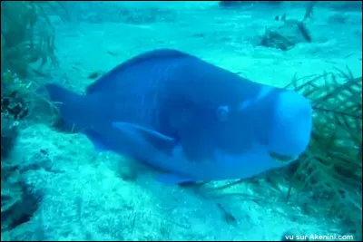 Comment sappelle cet animal ?