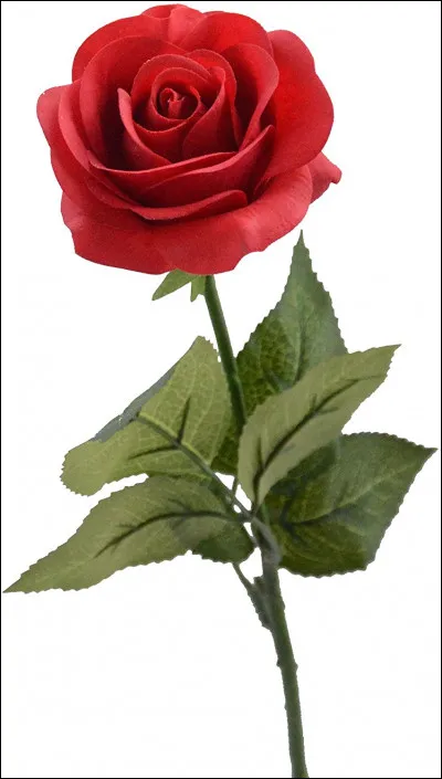 Dernière question : quelle est cette fleur ?