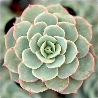 Complète : les ... butinent les fleurs.