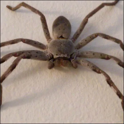 Toutes les araignés sont vénimeuses !