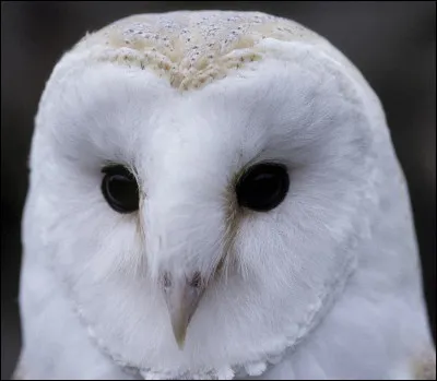 Quel est cet animal ?