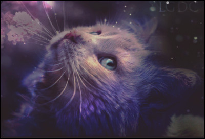 Un chat abandonné, même un ancien chat "de salon", retrouve ses instincts sauvages.