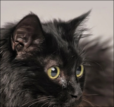 Les chats tricolores sont obligatoirement des femelles.