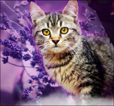 Aux États-Unis, 4 chats sur 5 sont obèses.