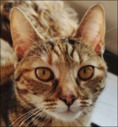 Si on croise un chat et un serval, cela donne une nouvelle race. Laquelle ?