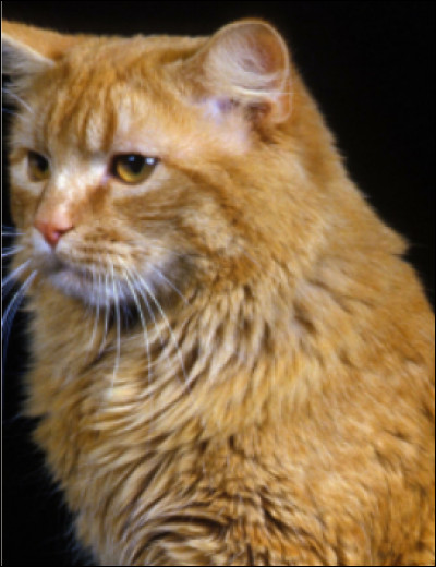 Et si on croise un chat domestique et un lynx, qu'est-ce que ça donne ?