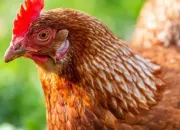 Quiz Les poules