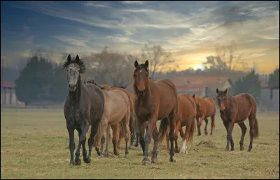 Tu pr&eacute;f&egrave;res quelle race de chevaux ?