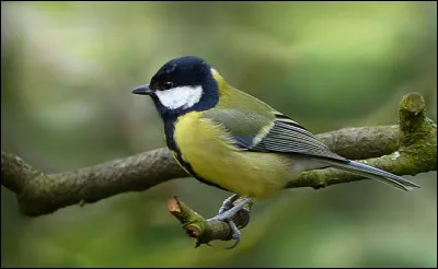 Quel oiseau zinzinule ?