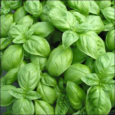 Quelle est cette herbe aromatique ?