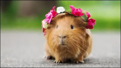 Quel est ton animal de compagnie idéal ?