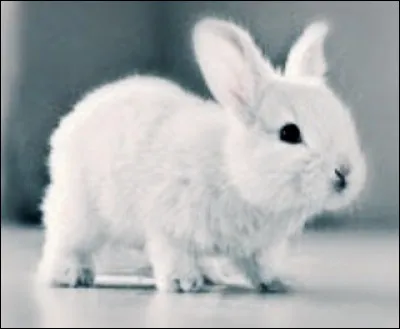 Qu'est-ce que c'est ?