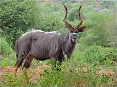 Animaux : Quelle antilope d'Afrique est reconnaissable à sa robe striée verticalement de longues et fines lignes blanches ?