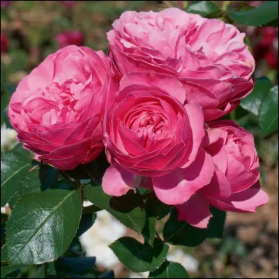 Quelle c&eacute;l&eacute;brit&eacute; a donn&eacute; le nom de cette rose ?