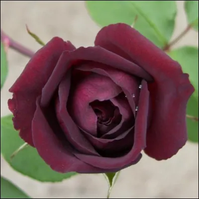 Comment se nomme cette rose ?