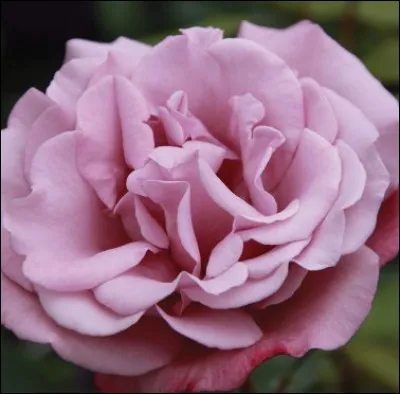 Quelle c&eacute;l&eacute;brit&eacute; a donn&eacute; le nom de cette rose ?