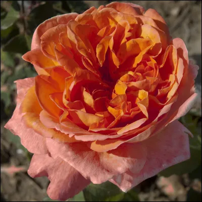 Quelle c&eacute;l&eacute;brit&eacute; a donn&eacute; le nom de cette rose ?