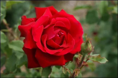 Comment se nomme cette rose ?