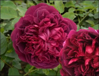 Quelle c&eacute;l&eacute;brit&eacute; ou personnage/mythe a donn&eacute; le nom de cette rose ?