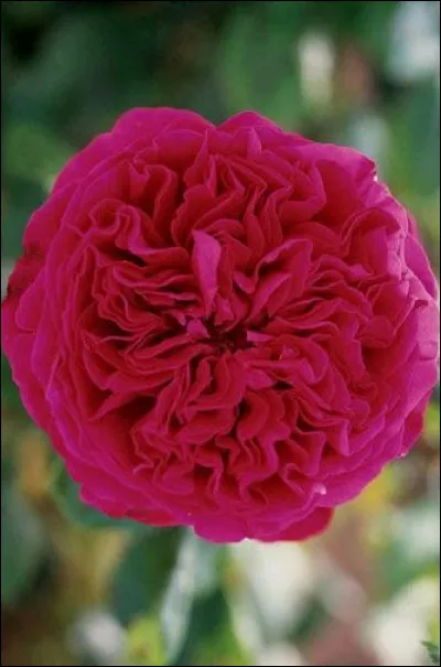 Quelle c&eacute;l&eacute;brit&eacute; ou mythe a donn&eacute; le nom de cette rose ?