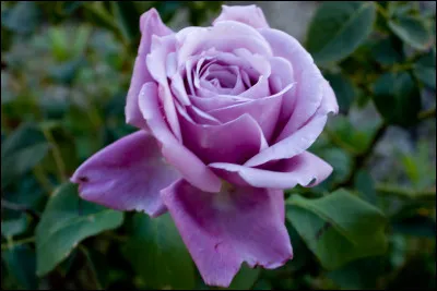 Quelle c&eacute;l&eacute;brit&eacute; a donn&eacute; le nom de cette rose ?