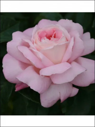 Quelle c&eacute;l&eacute;brit&eacute; a donn&eacute; le nom de cette rose ?