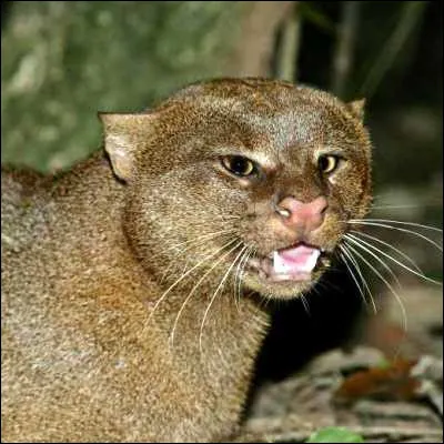 Quel grand f&eacute;lin d&eacute;nu&eacute; de taches, proche du jaguarondi, vit &agrave; l�&eacute;tat sauvage exclusivement en Am&eacute;rique ?