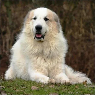 Quel enfant de fiction vit des aventures avec une grande chienne blanche ?