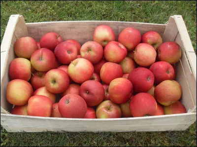 Combien de kg de pommes un pommier cultivé peut-il produire par an ?