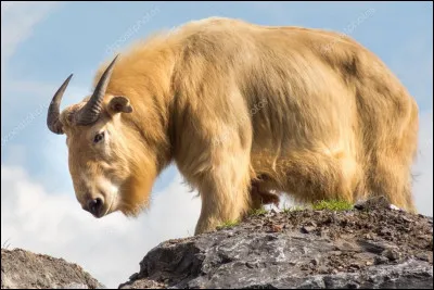 Caprin de l�Himalaya, cet animal est l'un des symboles naturels du Bhoutan :