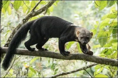 Martre &agrave; t&ecirc;te grise d'Am&eacute;rique :