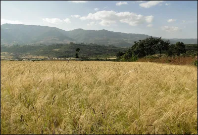 C&eacute;r&eacute;ales des hauts plateaux &eacute;thiopiens :
