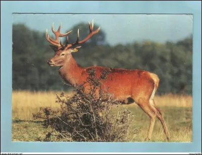 Mani&egrave;re particuli&egrave;re de chasser le cerf :