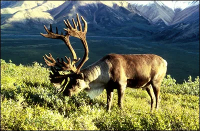 Car comme caribou : grand cervidé d'Amérique du Nord, à quel animal correspond-il ?