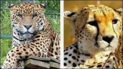 Le léopard et le guépard ! 
Où est le léopard ?