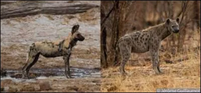 Le lycaon et la hyène !
Où est la hyène ?