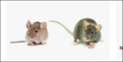 Le rat et la souris ! 
Où est la souris ?