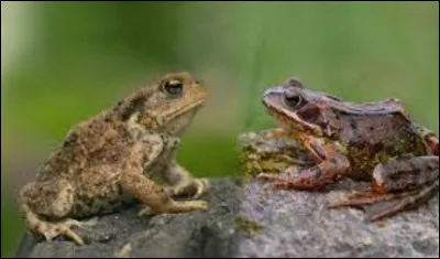 La grenouille et le crapaud ! 
Où est le crapaud ?