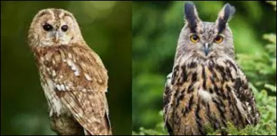 Le hibou et la chouette ! 
Où est la chouette ?