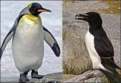 Le pingouin et le manchot ! 
Où est le pingouin ?