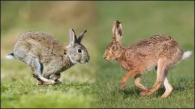 Le lièvre et le lapin ! 
Où est le lapin ?
