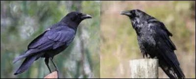 Le grand corbeau et la corneille d'Amérique !
Où est le corbeau ?